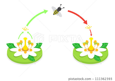 3D Isometric Flat  Conceptual Illustration of Pollination Process Diagram, Plant Reproduction 111362393