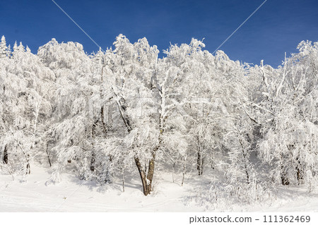 Winter wonderland. Enchanting Winter Majesty: Sun-Drenched Snow-Covered Trees Against a Brilliant Blue Sky, a Portrait of Nature's Quietude 111362469