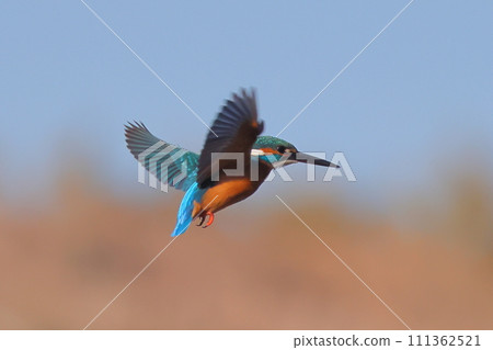 Koshibe River swan visiting area in Kawashima-cho, Hiki-gun, Saitama Prefecture. Kingfishers hover above the sky and explore the water to catch small fish for food. 111362521