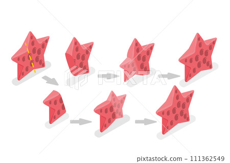 3D Isometric Flat  Conceptual Illustration of Starfish Regeneration, Asexual Reproduction 111362549