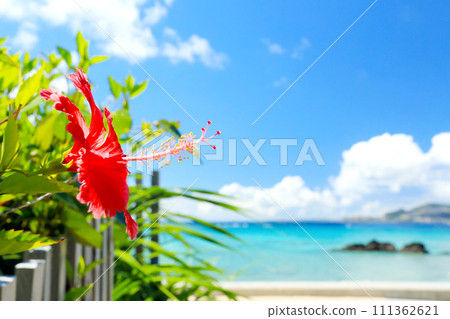 Okinawa's blue sea, blue sky and bright red hibiscus 111362621