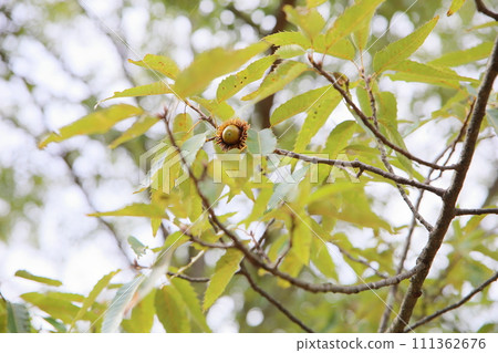 Acorn fruit 111362676