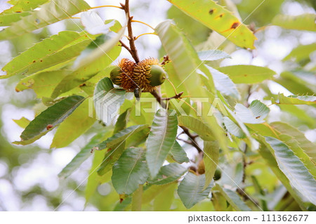 Acorn fruit 111362677
