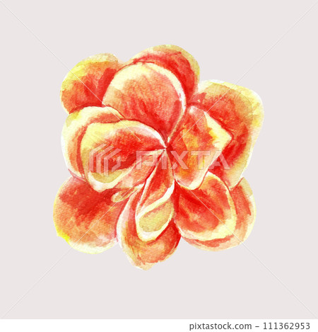 Kalanchoe with flowers and leaves of succulents. Watercolor hand painted illustration isolated on white background. Decorative elements for greeting cards, wedding invitations and celebrations Kalanchoe with flowers and leaves of succulents. Watercolor hand painted illustration isolated on white background. Decorative elements for greeting cards, wedding invitations and celebrations 111362953