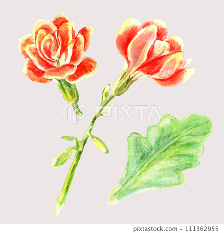 Kalanchoe set with flowers and leaves of succulents. Watercolor hand painted illustration isolated on white background. Decorative elements for greeting cards, wedding invitations, celebrations Kalanchoe set with flowers and leaves of succulents. Watercolor hand painted illustration isolated on white background. Decorative elements for greeting cards, wedding invitations, celebrations 111362955