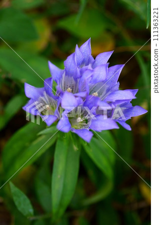 6220 Gentian 6220 Gentian 111363221