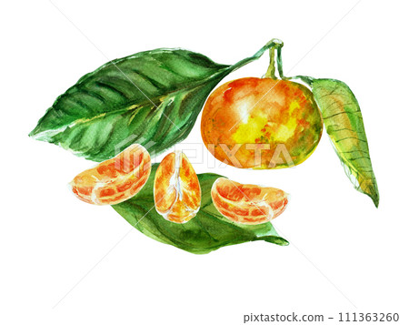 Paint of orange fruit with leaves. Watercolor hand-drawn elements. Isolated on white background. Delicious fruit clip-art illustration. Used on labels, napkins, towels, tableware, package Paint of orange fruit with leaves. Watercolor hand-drawn elements. Isolated on white background. Delicious fruit clip-art illustration. Used on labels, napkins, towels, tableware, package 111363260