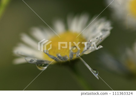 White flower halcyon that blooms in early summer 111363324