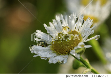 White flower halcyon that blooms in early summer 111363325