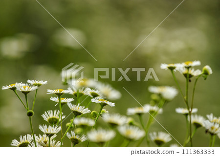 White flower halcyon that blooms in early summer 111363333