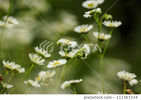 初夏盛開的白花翡翠 初夏盛開的白花翡翠 111363334