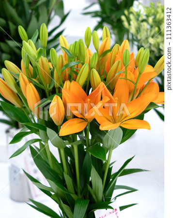 洛杉磯莉莉凱撒 洛杉磯莉莉凱撒 111363412