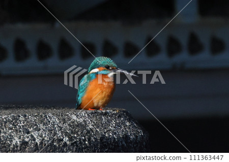Koshibe River swan visiting area in Kawashima-cho, Hiki-gun, Saitama Prefecture. A kingfisher perches on the water gate structure. 111363447