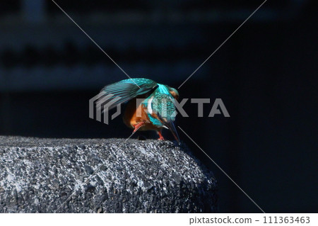 Koshibe River swan visiting area in Kawashima-cho, Hiki-gun, Saitama Prefecture. A kingfisher perches on the water gate structure. Koshibe River swan visiting area in Kawashima-cho, Hiki-gun, Saitama Prefecture. A kingfisher perches on the water gate structure. 111363463