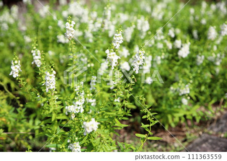 Angelonian flowers Angelonian flowers 111363559