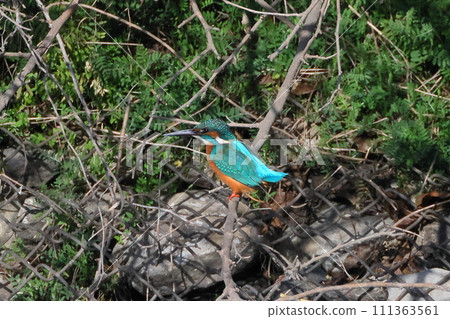 Kingfisher perching on a branch of the Oppe River swan landing site in Kawajima-cho, Hiki-gun, Saitama Prefecture 111363561