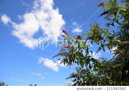 Buddha flower 111363562