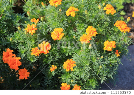 Marigold flower Marigold flower 111363570