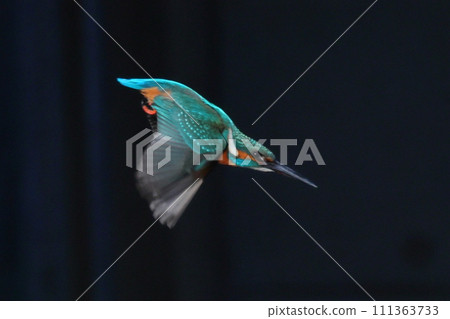 Koshibe River swan visiting area in Kawashima-cho, Hiki-gun, Saitama Prefecture. Kingfishers taking flight towards the river surface. Koshibe River swan visiting area in Kawashima-cho, Hiki-gun, Saitama Prefecture. Kingfishers taking flight towards the river surface. 111363733