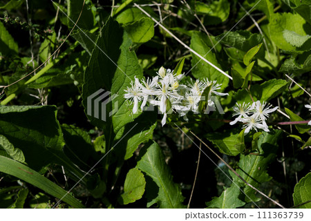 圓錐鐵線蓮 111363739