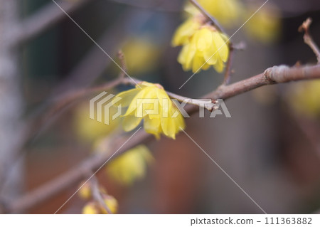 黃花 黃花 111363882