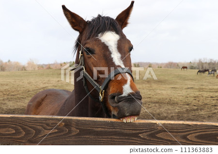 可愛的純種馬咬柵欄 111363883