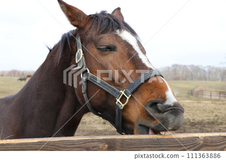 Cute thoroughbred biting the fence 111363886