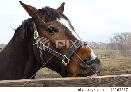 Cute thoroughbred biting the fence 111363887