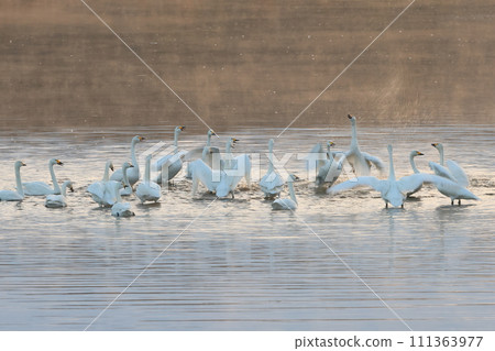 Kawashima Town, Hiki-gun, Saitama Prefecture Koshibe River Swan landing site Swan crowing with friends Kawashima Town, Hiki-gun, Saitama Prefecture Koshibe River Swan landing site Swan crowing with friends 111363977