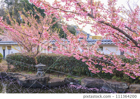 土肥金山的土肥櫻花盛開 111364200