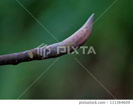 Winter buds of magnolia magnolia Winter buds of magnolia magnolia 111364609