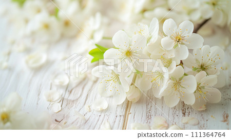 Soft cherry blossom petals in spring spread across whitewashed wood. An image of relaxed Japanese harmony. 111364764