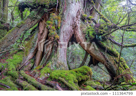 Winter in Shiratani Unsuikyo Gorge, Yakushima Island: Yakusugi cedar trees and court cedar trees. Winter in Shiratani Unsuikyo Gorge, Yakushima Island: Yakusugi cedar trees and court cedar trees. 111364799