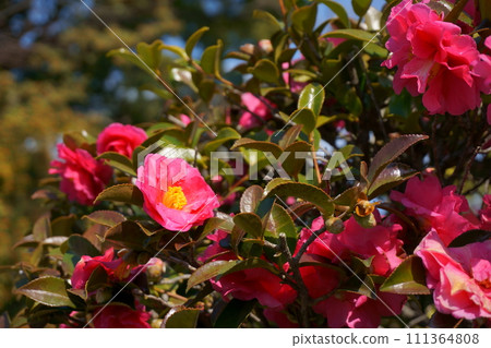 A flower similar to a camellia, red sasanqua 15 111364808