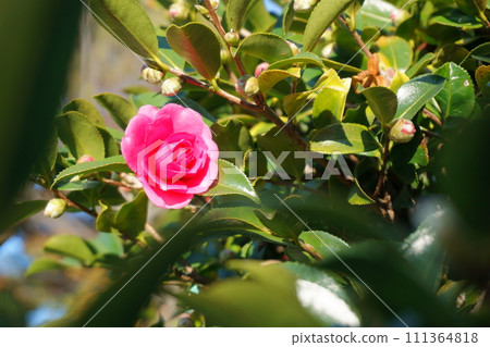 山茶花 紅茶梅 8 山茶花 紅茶梅 8 111364818