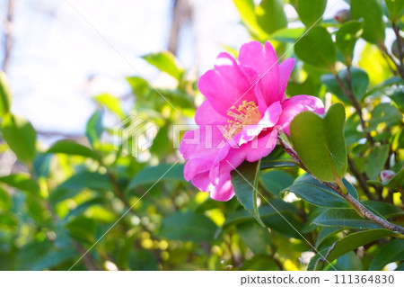 Camellia-like flower Red sasanqua 2 Camellia-like flower Red sasanqua 2 111364830