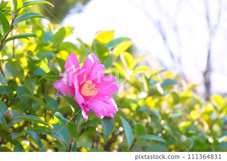 Camellia-like flower Red sasanqua 1 Camellia-like flower Red sasanqua 1 111364831
