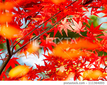Autumn scenery Beautiful colorful autumn leaves Autumn scenery Beautiful colorful autumn leaves 111364893
