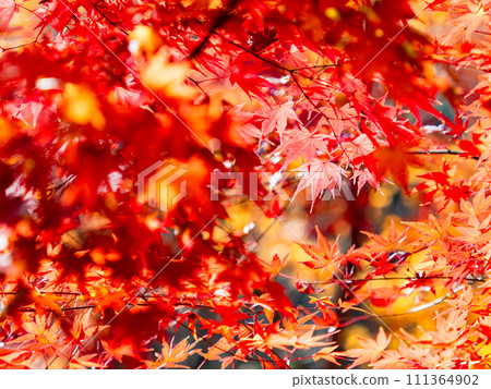 秋天的風景 美麗多彩的秋葉 111364902