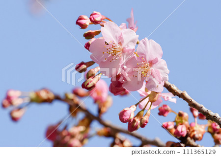 Cherry Blossoms Cherry Blossoms 111365129