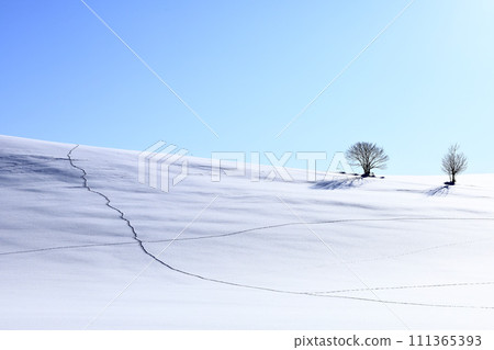 Biei hills and trees in winter with a blue sky Biei hills and trees in winter with a blue sky 111365393