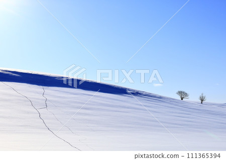 Biei hills and trees in winter with a blue sky Biei hills and trees in winter with a blue sky 111365394
