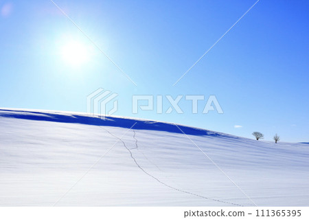 Biei hills and trees in winter with a blue sky 111365395
