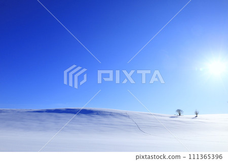 Biei hills and trees in winter with a blue sky Biei hills and trees in winter with a blue sky 111365396