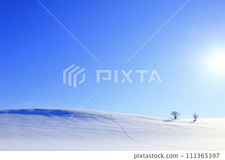 美瑛山丘與樹木在冬天與藍天 111365397