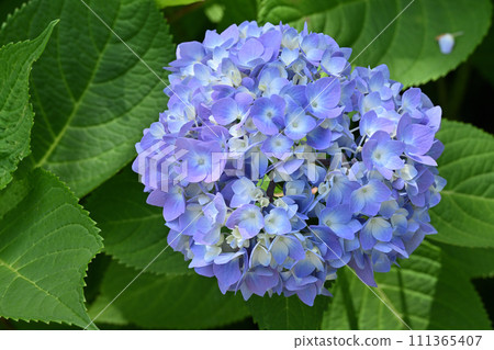 Hydrangea Hydrangea 111365407