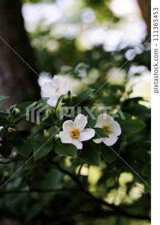 white summer camellia flowers 111365453