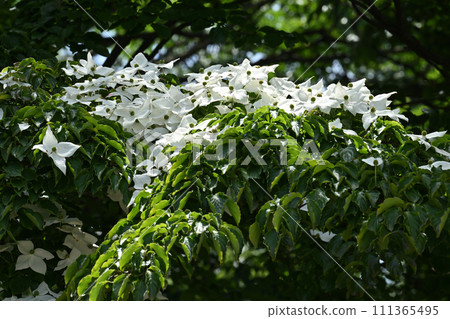 Yamaboshi Yamaboshi 111365495