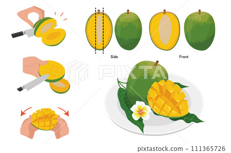 Illustration of tropical fruit Keats mango and how to eat it 111365726