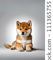 可愛的柴犬小狗看著相機 111365755